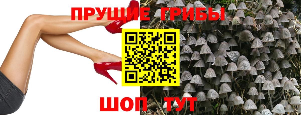 Псилоцибиновые грибы Cubensis  Псилоцибиновые грибы Cubensis  Кудрово  Вход с VPN 